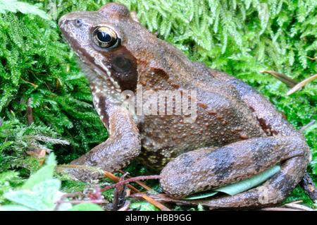 Assis dans l'herbe crapaud commun Banque D'Images