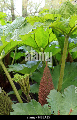 La rhubarbe géante, Gunnera manicata Banque D'Images