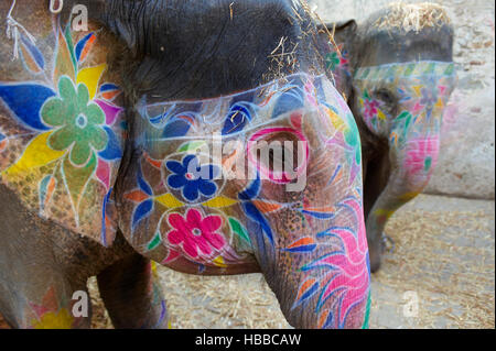 Inde, Rajasthan, Jaipur, peinture et decoration des éléphants pour le festival des éléphants. // L'Inde, Rajasthan, Jaipur, la peinture de l'éléphant fo Banque D'Images