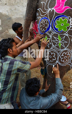 Inde, Rajasthan, Jaipur, peinture et decoration des éléphants pour le festival des éléphants. // L'Inde, Rajasthan, Jaipur, la peinture de l'éléphant fo Banque D'Images