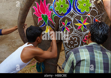 Inde, Rajasthan, Jaipur, peinture et decoration des éléphants pour le festival des éléphants. // L'Inde, Rajasthan, Jaipur, la peinture de l'éléphant fo Banque D'Images