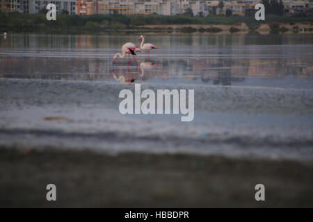 Flamants Roses à Cagliari Banque D'Images