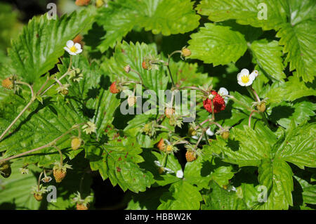 Fragaria vesca, fraise Banque D'Images