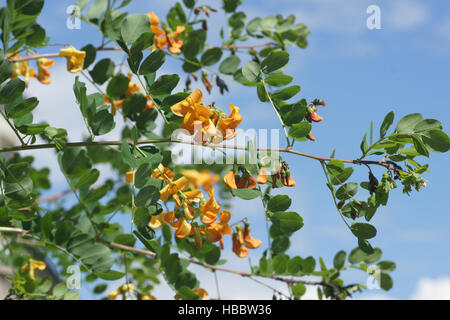 Colutea arborescens, vessie senna Banque D'Images