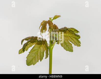 feuille de germination Banque D'Images