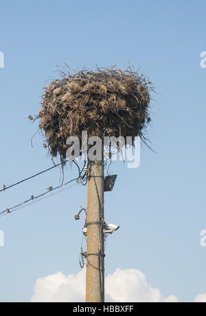 Stork nest fait sur colonne d'alimentation Banque D'Images