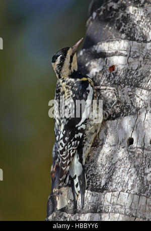 Pic maculé (Sphyrapicus varius) accroché à immatures palmier, avec sap wells péninsule de Zapata, Cuba Banque D'Images