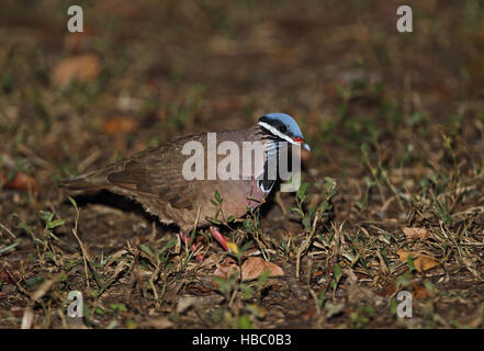 Caille à tête bleue (tourterelle Starnoenas cyanocephala) balades adultes à même le sol forestier péninsule de Zapata, mars Cuba Banque D'Images