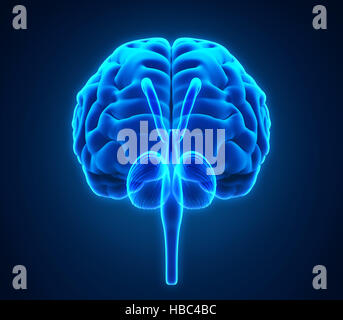 L'anatomie du cerveau humain Banque D'Images