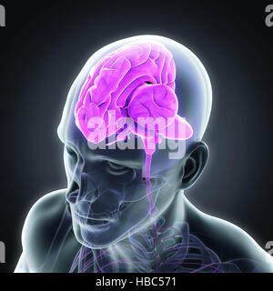 L'anatomie du cerveau humain Banque D'Images
