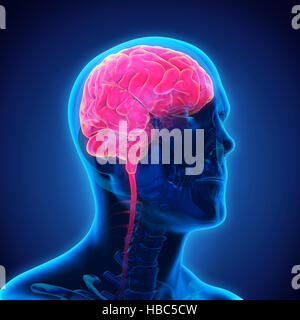 L'anatomie du cerveau humain Banque D'Images