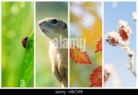 Les différentes saisons de l'année - quelques photos de la belle nature. Le concept de cycle de vie Banque D'Images