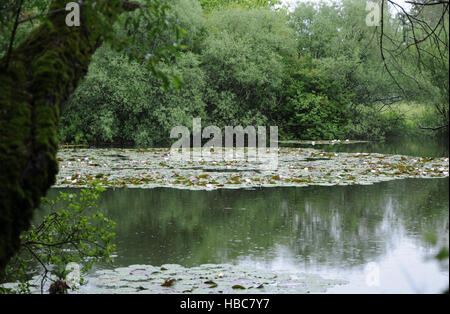 Nymphaea alba, nénuphar blanc européen Banque D'Images