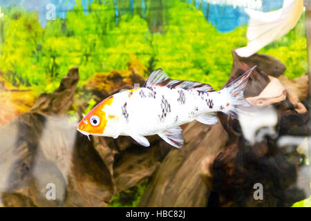 Cyprinus carpio koi dans l'aquarium Banque D'Images