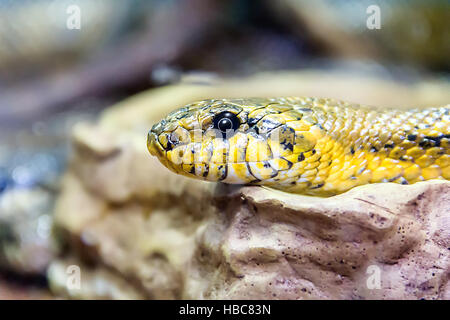 Photo de serpent fermer jusqu'au zoo Banque D'Images