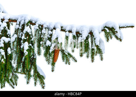 Arbre de Noël avec les cônes sur un fond blanc Banque D'Images