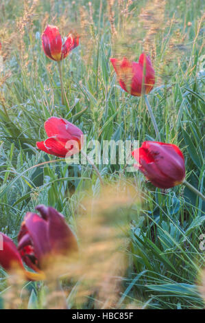 Dans le champ de tulipes sauvages Banque D'Images