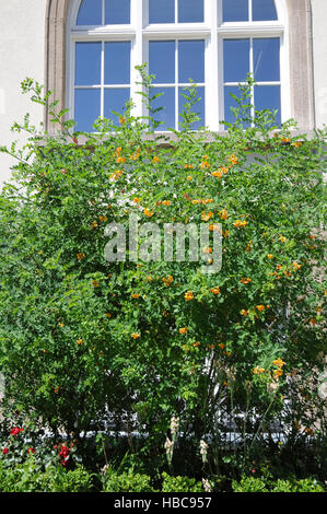 Colutea arborescens, vessie senna Banque D'Images