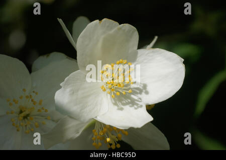 Philadelphus coronarius, Sweet orange maquette Banque D'Images