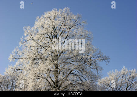 Berlin, Allemagne. 5 déc, 2016. Vue sur les arbres couverts de givre dans le parc de l'Wildenbruch square dans le quartier de Neukölln à Berlin, Allemagne, 5 décembre 2016. Photo : Paul Zinken/dpa/Alamy Live News Banque D'Images