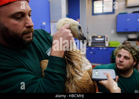 Jérusalem, Jérusalem. 6e Dec 2016. Des travailleurs du Zoo Biblique de Jérusalem examiner un vautour a récemment reçu de l'Espagne, à Jérusalem, le 6 décembre 2016. Au cours de la dernière année, environ 60 vautours ont atteint Israël de l'Espagne, l'Arménie et de Chypre dans le cadre d'une soumission de la nature d'Israël et des parcs l'autorisation d'augmenter la diminution de la population locale de vautour. © Gil Cohen Magen/Xinhua/Alamy Live News Banque D'Images