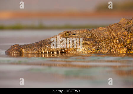 Le crocodile du Nil (Crocodylus niloticus), Zimanga Private Game Reserve, KwaZulu-Natal, Afrique du Sud Banque D'Images