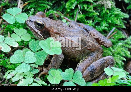 Crapaud commun sur le sol forestier Banque D'Images