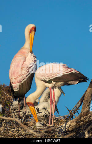 Yellow-billed stork (Mycteria ibis) sur son nid, rivière Chobe, au Botswana Banque D'Images