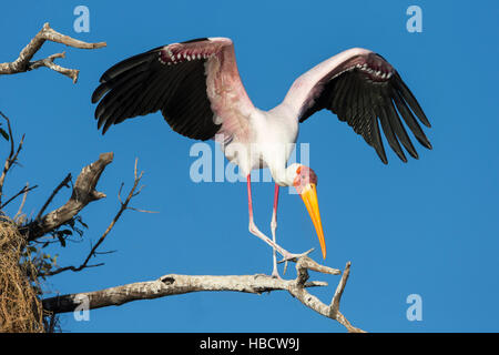 Yellow-billed stork (Mycteria ibis), rivière Chobe, au Botswana Banque D'Images