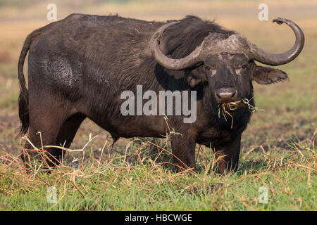 Buffle (Syncerus caffer), rivière Chobe, au Botswana Banque D'Images