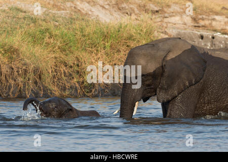 Vache et son veau d'éléphants d'Afrique (Loxodonta africana) traversée de la rivière Chobe, au Botswana Banque D'Images