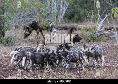 Chien sauvage d'Afrique (Lycaon pictus) alimentation, Zimanga Private Game Reserve, KwaZulu-Natal, Afrique du Sud Banque D'Images