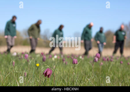 Les bénévoles de fiducie de la faune l'arpentage snakeshead fritillaries (Fritillaria meleagris), prairie d'Iffley, Oxford Banque D'Images