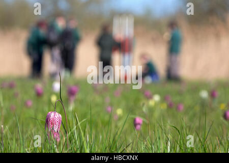 Les bénévoles de fiducie de la faune l'arpentage snakeshead fritillaries (Fritillaria meleagris), prairie d'Iffley, Oxford Banque D'Images