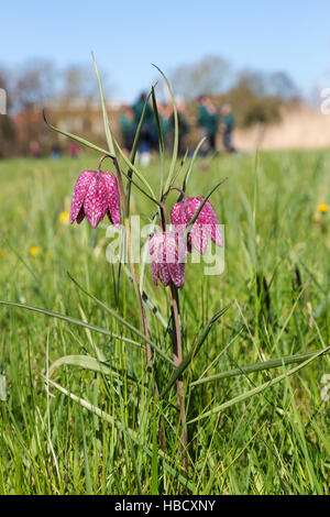 Les bénévoles de fiducie de la faune l'arpentage snakeshead fritillaries (Fritillaria meleagris), prairie d'Iffley, Oxford Banque D'Images