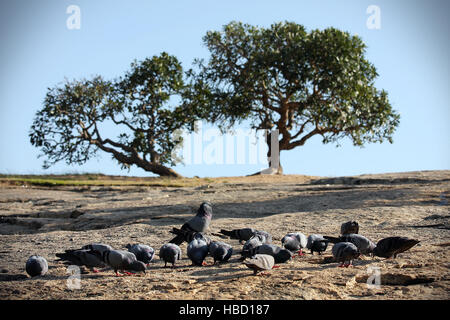 Les pigeons et les arbres, Bangalore, Lalbagh , Karnataka, Inde Banque D'Images