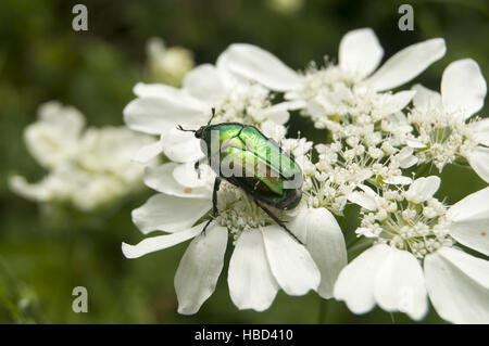 Golden stag beetle Banque D'Images