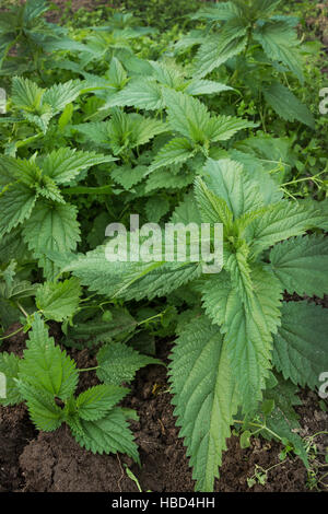 Les jeunes pousses d'orties sur le terrain Banque D'Images