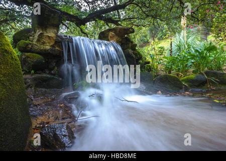Belle cascade dans la forêt verte Banque D'Images