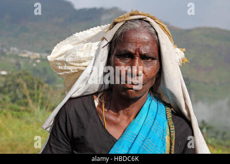 La récolte des feuilles de thé sur le Sri Lanka. Banque D'Images