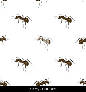 Ant isolé sur fond blanc. Banque D'Images