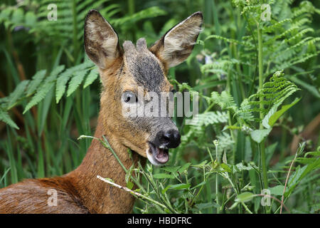 Le Chevreuil (Capreolus capreolus) manger les feuilles. Prises en Dumfries et Galloway, en Écosse. Banque D'Images