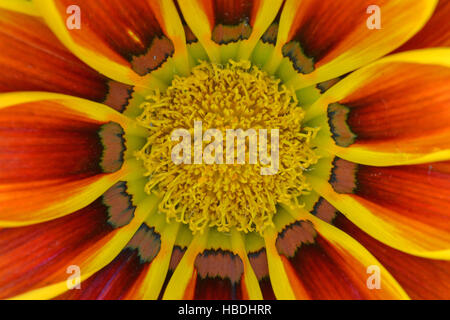 Gazania rigens, close-up. Originaire d'Afrique du Sud Daisy mais utilisé comme plante à massif au Royaume-Uni. Banque D'Images