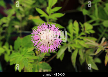 Blanchir le bleuet, Centaurea dealbata Banque D'Images