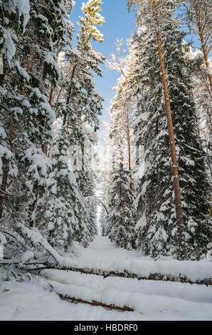 Les arbres couverts de neige d'hiver . Viitna, Estonie. Banque D'Images