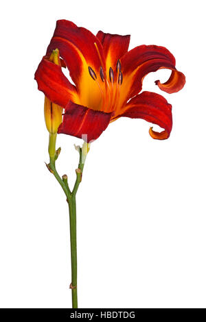 Simple tige avec une fleur hémérocalle rouge et jaune et non ouverts bud isolés contre un fond blanc Banque D'Images