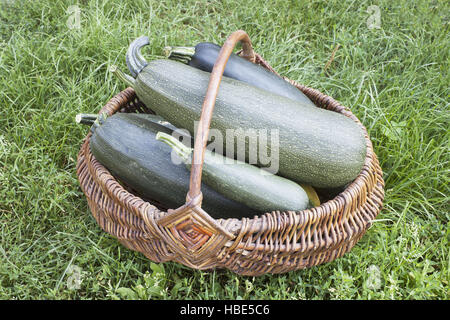 Grandes courgettes dans un panier Banque D'Images