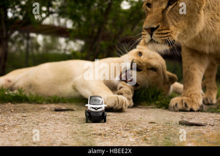 Des images uniques : lion jouant avec un petit modèle de voiture Renault twizy dans Safari park Banque D'Images