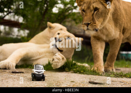 Des images uniques : lion jouant avec un petit modèle de voiture Renault twizy dans Safari park Banque D'Images