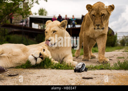 Des images uniques : lion jouant avec un petit modèle de voiture Renault twizy dans Safari park Banque D'Images